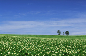 蓝天白云  湖泊  草原牧场
