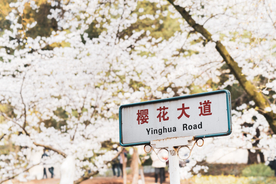 武汉樱花大道