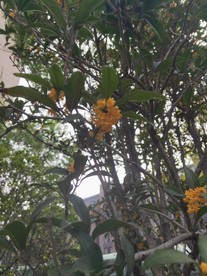 户外金秋桂花树