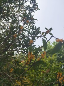 十月金秋桂花开