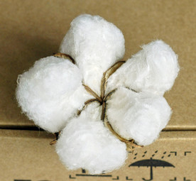 棉花