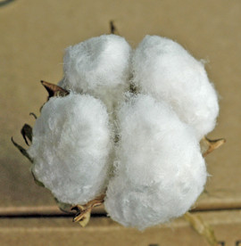 棉花朵