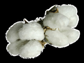 棉花图