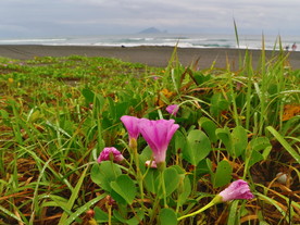 海边牵牛花