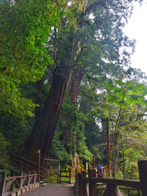 桃园市复兴区拉拉山神木