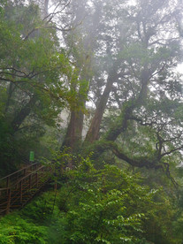 桃园市复兴区拉拉山神木