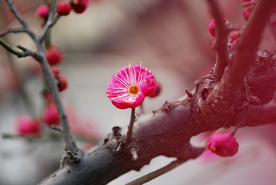 红梅
