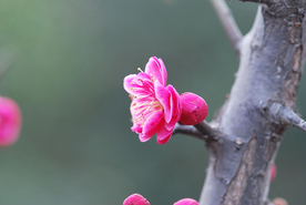 红梅