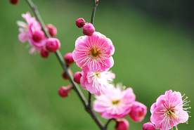 梅花