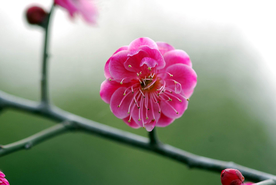 梅花