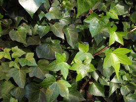 爬山虎