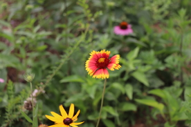 野生天人菊图片