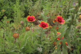 野生天人菊图片