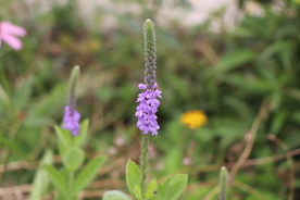 野生薰衣草图片
