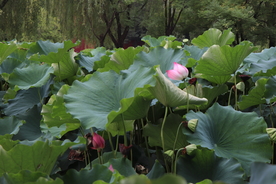 荷塘秋色美景图片