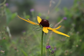 黑心金光菊图片