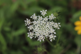 蛇床子植物图片