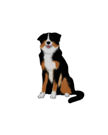 边牧 卡通 手绘