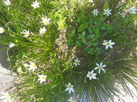 草地上的小白花