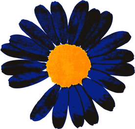 小雏菊 菊花 网点