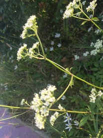 白色 花朵 绿色 野花 野草