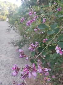路边野花 紫色 小花 绿色 花