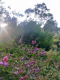 路边野花 紫色 小花 绿色 花