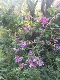 路边野花 紫色 小花 绿色 花