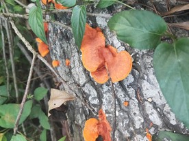 野生 毒蘑菇 黄色蘑菇 蘑菇