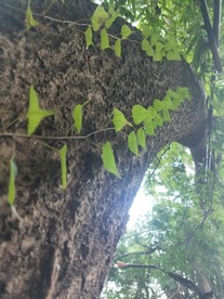 爬山虎 壁虎草 绿色 红色 植