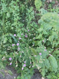 路边野花 粉色小花