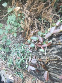 爬山虎 壁虎草 绿色 红色 植