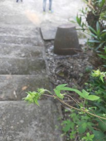野草  绿色 种子 小草 花草