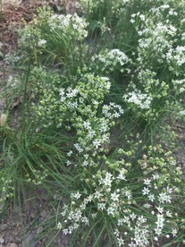 韭菜花 韭菜籽 白色 小花 绿