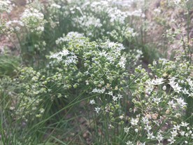 韭菜花 韭菜籽 白色 小花 绿