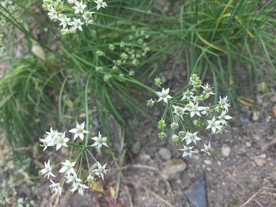韭菜花 韭菜籽 白色 小花 绿