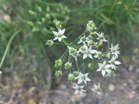 韭菜花 韭菜籽 白色 小花 绿