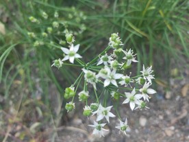 韭菜花 韭菜籽 白色 小花 绿