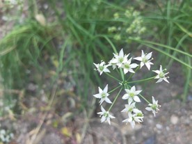 韭菜花 韭菜籽 白色 小花 绿