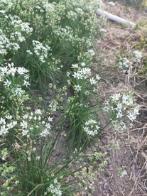 韭菜花 韭菜籽 白色小花 绿色