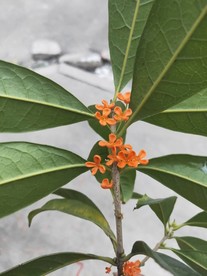 桂花 红色小花 桔色小花 绿叶