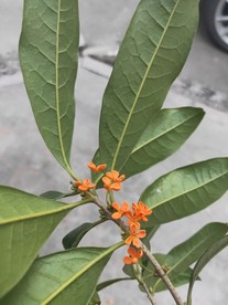 桂花 红色小花 桔色小花 绿叶