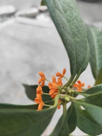 桂花 红色小花 桔色小花 绿叶