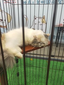 笼子里的猫 黄色的猫 白色的