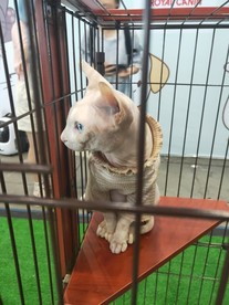 笼子里的猫 黄色的猫 白色的