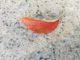 一片叶子 黄色叶子 红色叶子