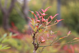 红叶冬青树果子