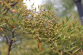 冬青树果实图片