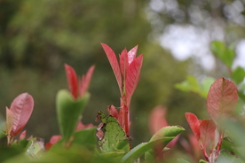 红叶冬青树叶子