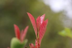 冬青树叶子图片